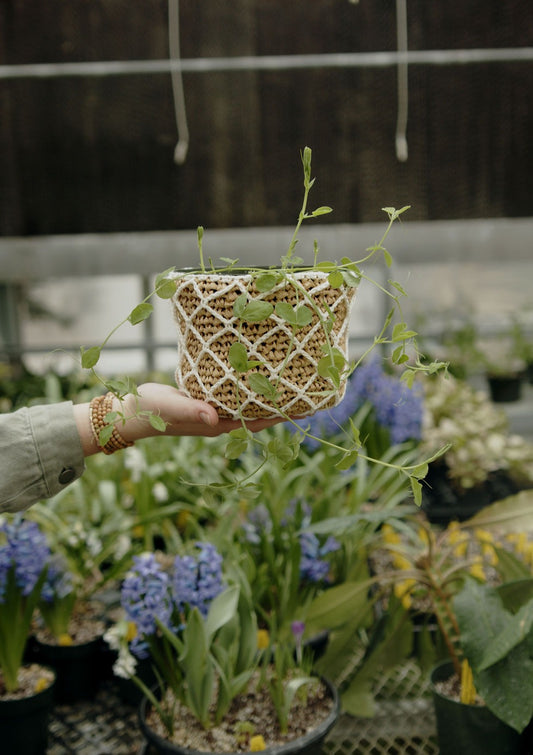 Garden Lattice Pot Cover | Crochet Pattern